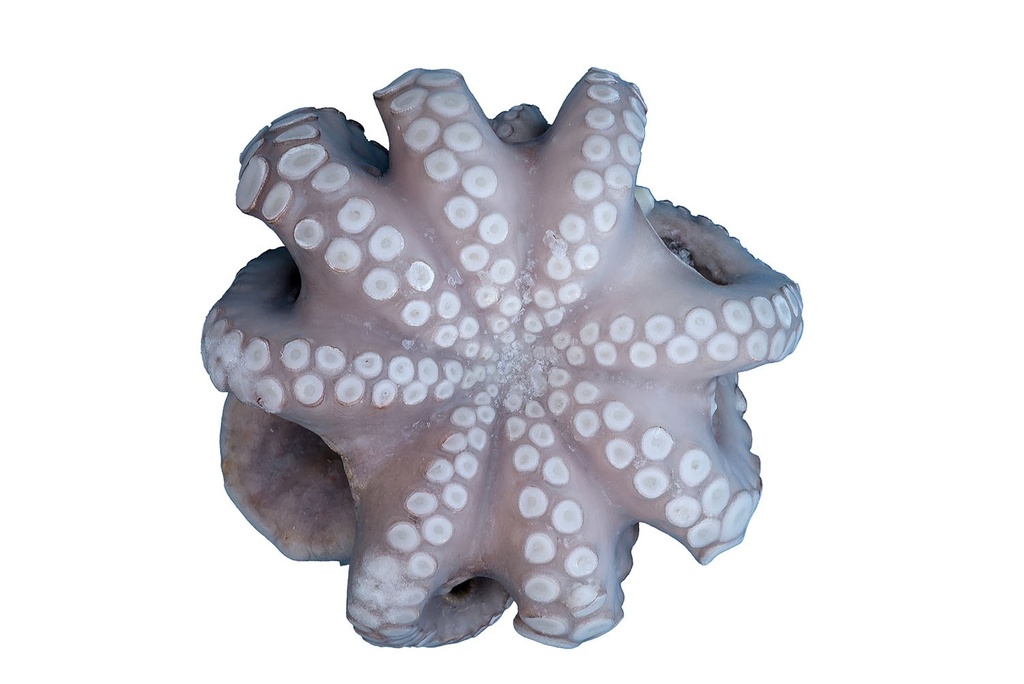 POLPO MAROCCO T7 IQF 12KG(GF)